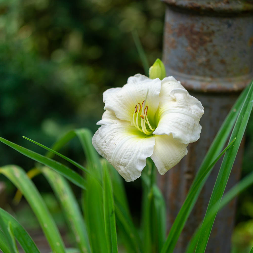 Taglilie White Temptation, Hemerocallis, Beetstaude