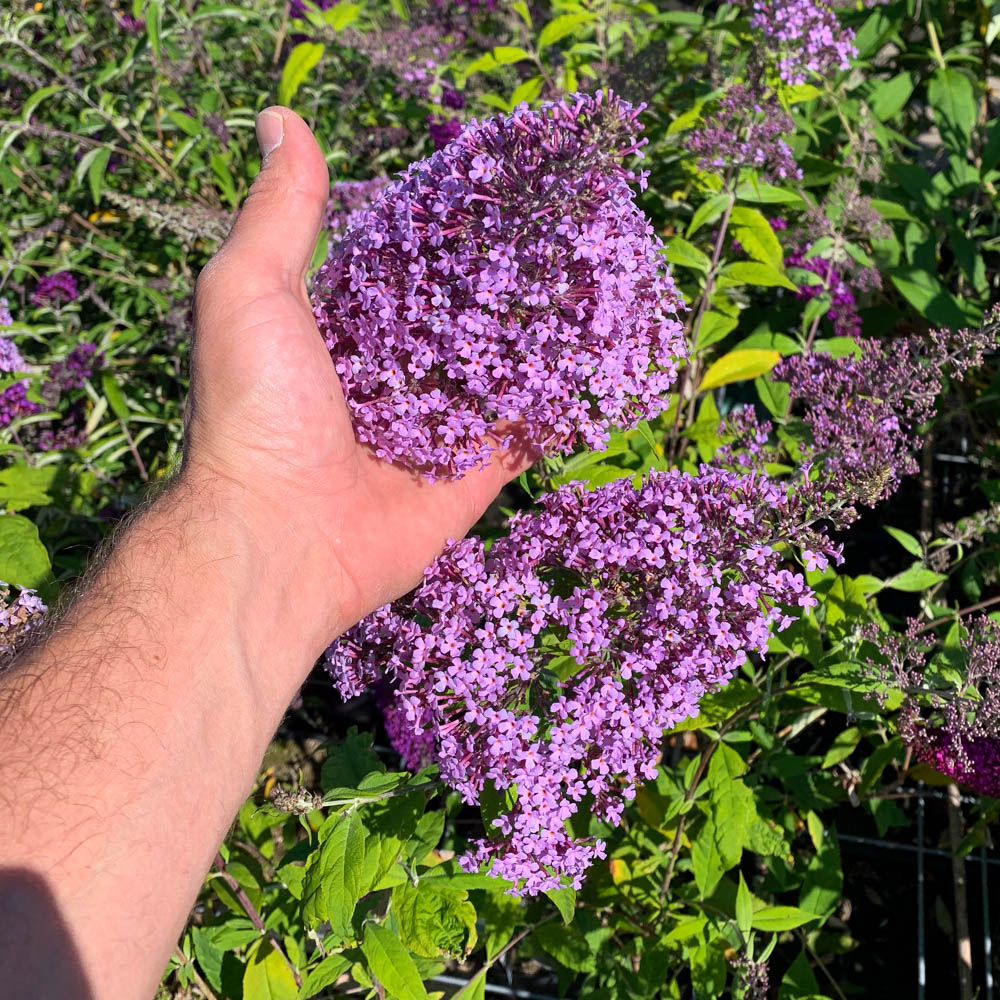 Sommerflieder 'Gulliver'