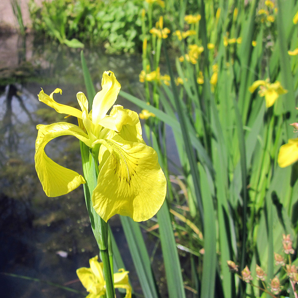 Wasseriris, Iris, Wasserpflanze