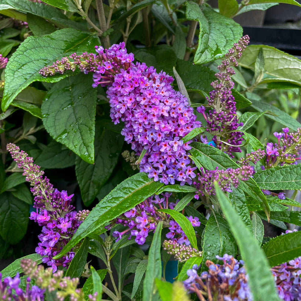 Zwerg Sommerflieder Butterfly Candy 'Little Purple'