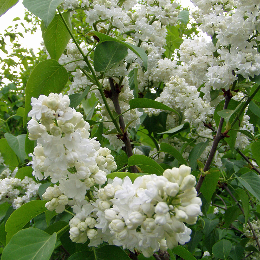 Edelflieder 'Mme Lemoine'