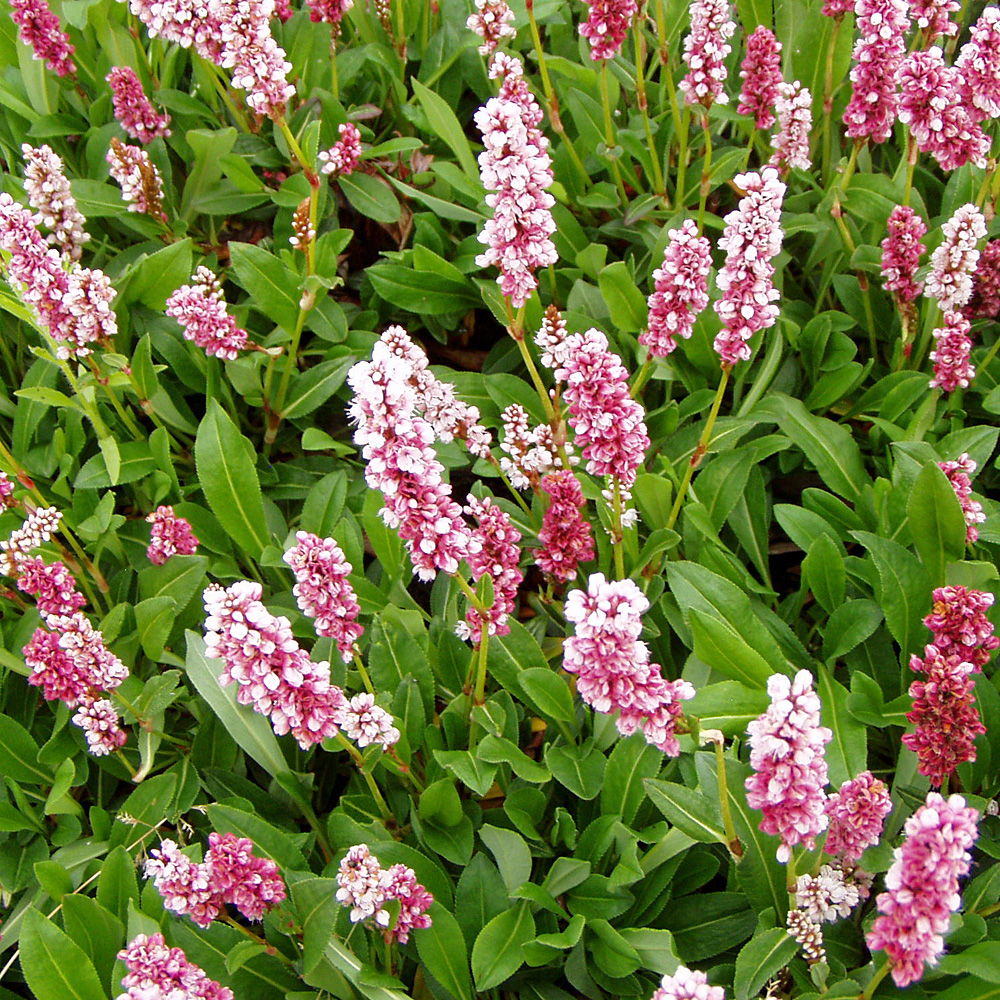 Schlangenknöterich Darjeeling Red, Bistorta, Bodendecker
