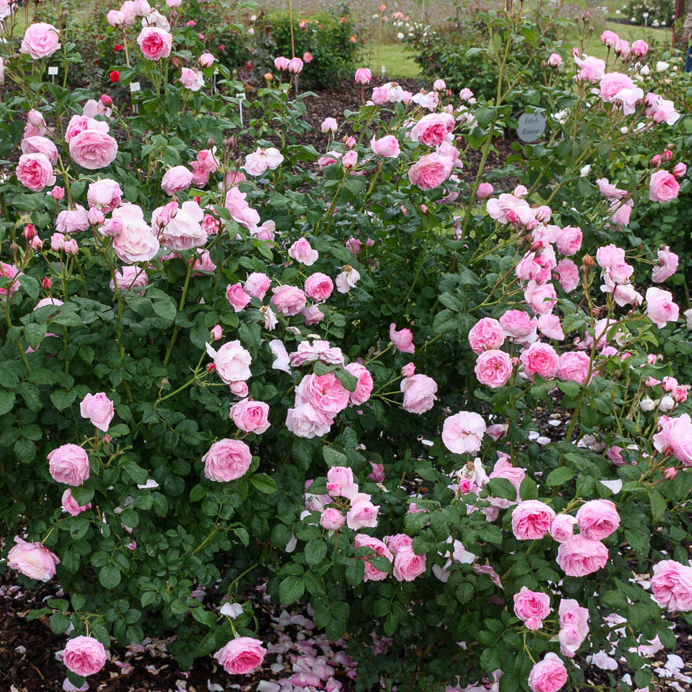 Strauchrose 'Cinderella'®