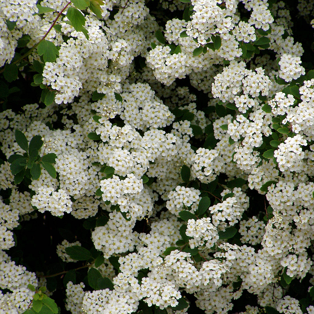 Prachtspiere, Frühling