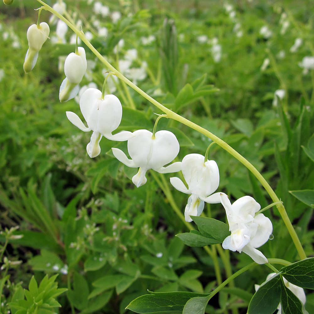 Tränendes Herz Alba, Herzblume
