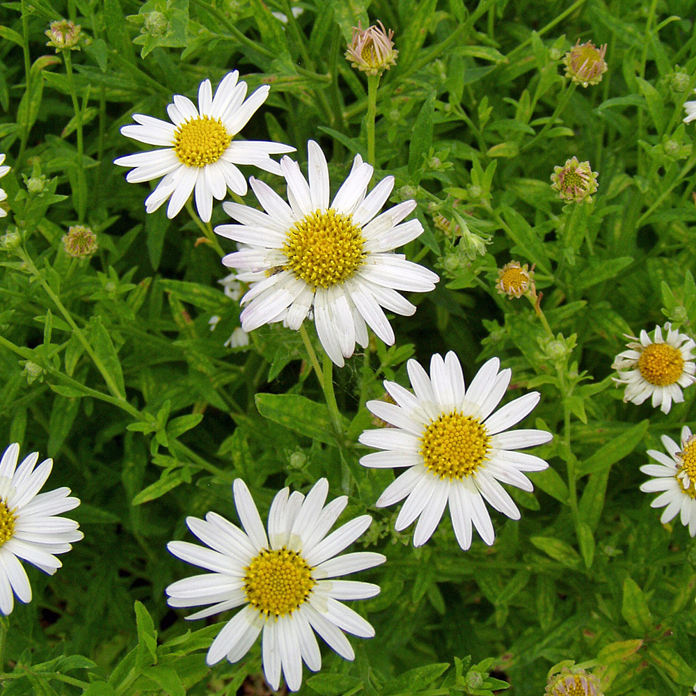 Schönaster, Aster, Blütenstaude
