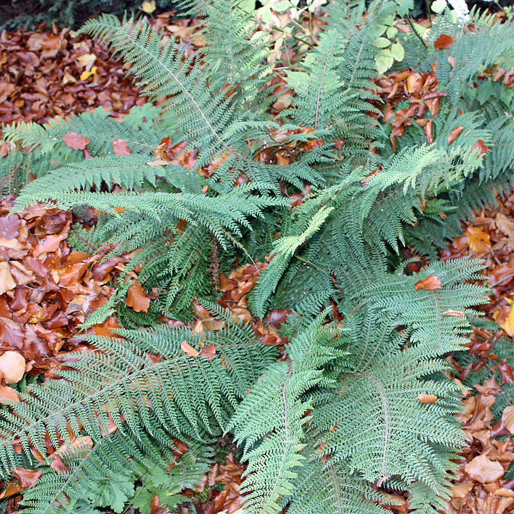 Filigranfarn, Farn, Schattenpflanze