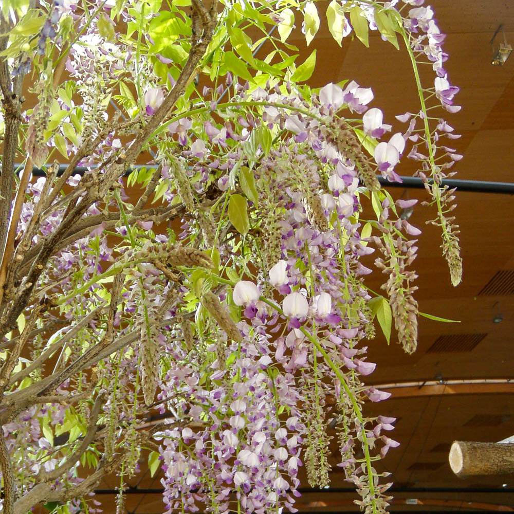 Edelblauregen 'Honbeni'
