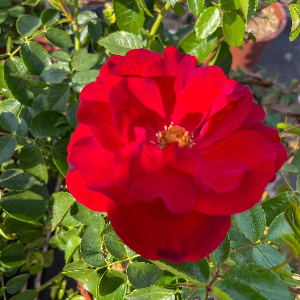 Bodendeckerrose 'Cayenne'