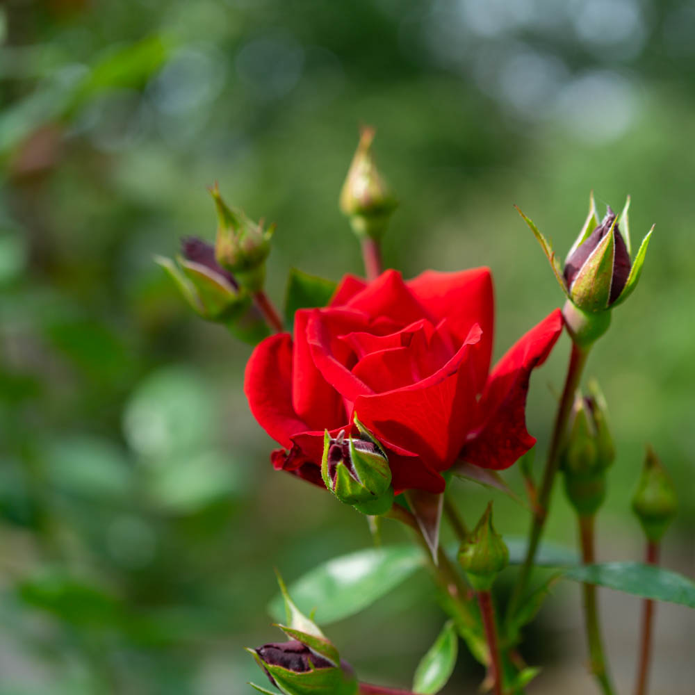 Kletterrose 'Santana' ®