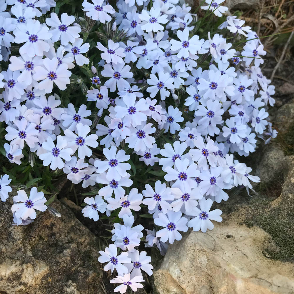 Teppichphlox 'Bavaria'