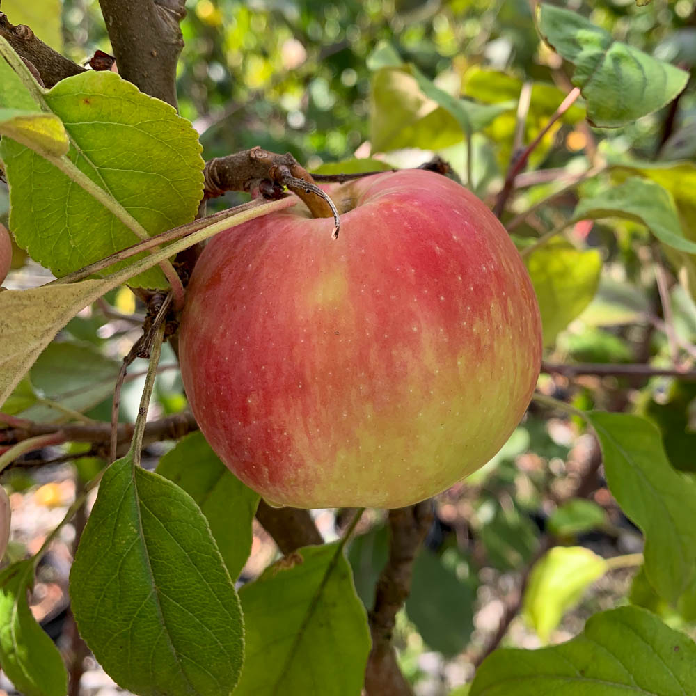 Apfel 'James Grieve'