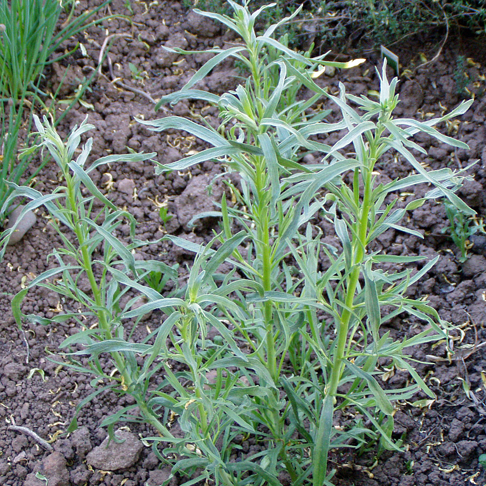 Estragon, Russischer Estragon, Gewürzpflanze