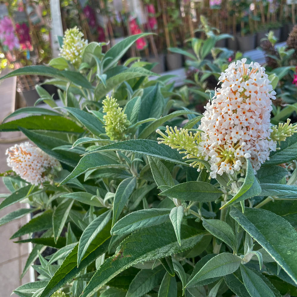 Zwerg Sommerflieder Butterfly Candy 'Little White'