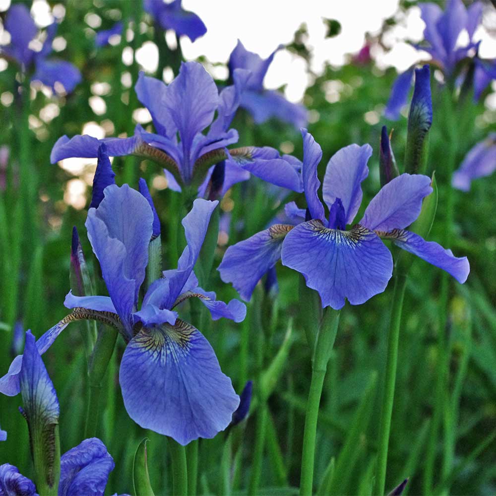 Sibirische Schwertlilie 'Perrys Blue'
