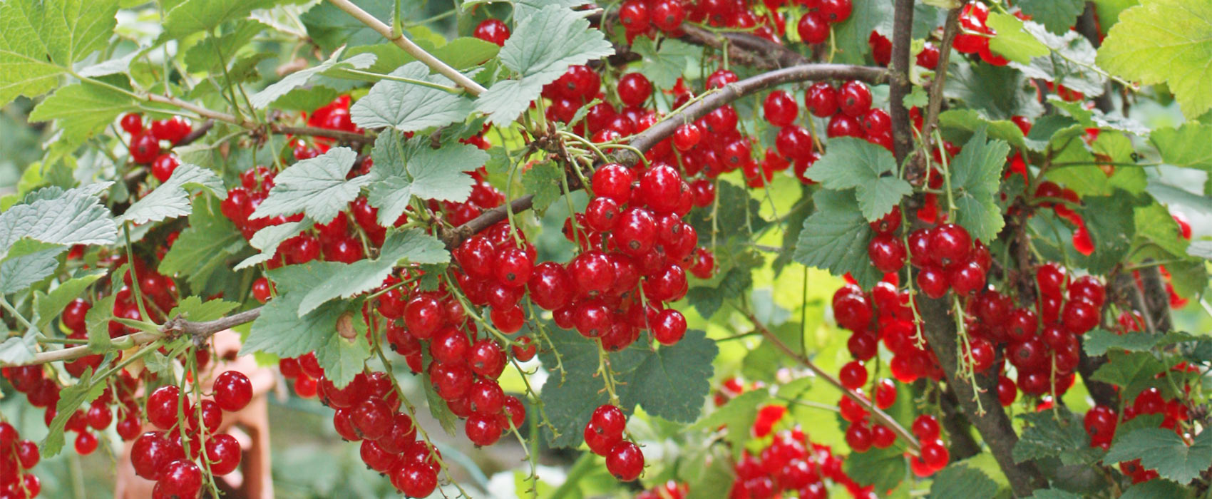 Johannisbeeren pflanzen und pflegen