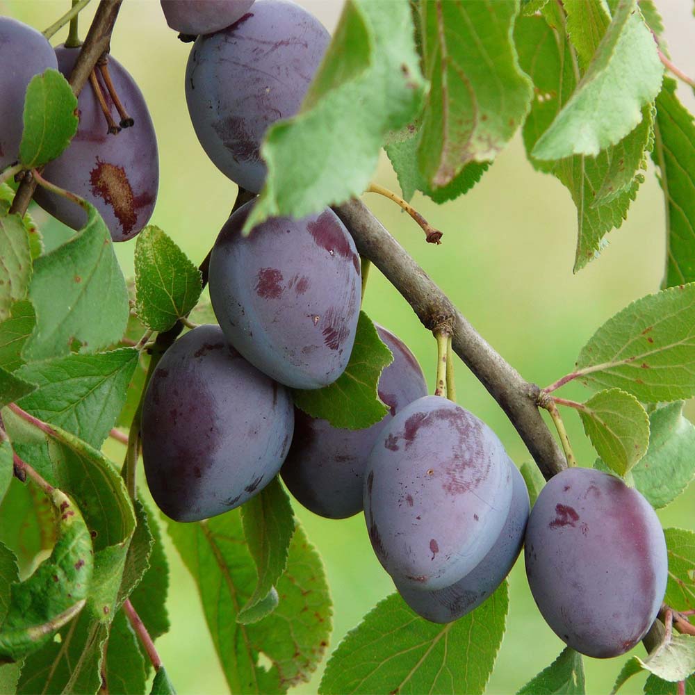Zwetschge 'Cacaks Fruchtbare'