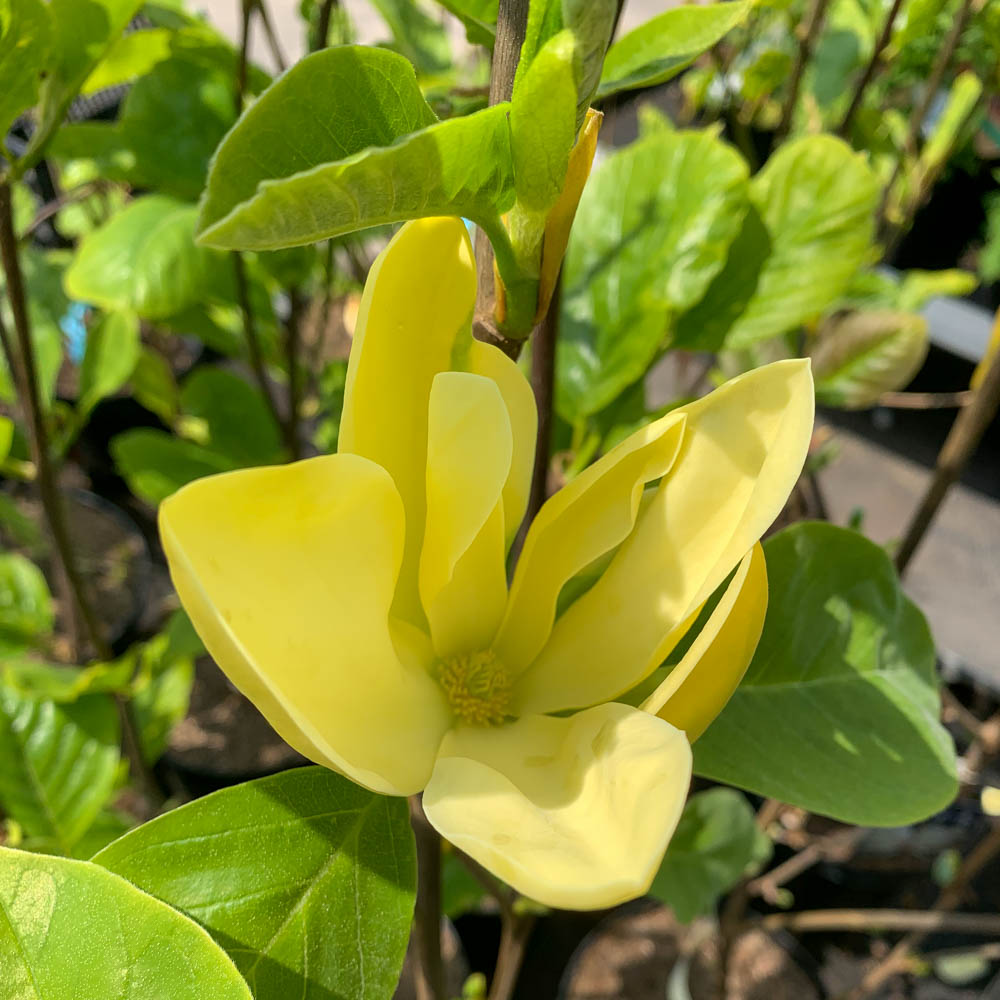 Magnolie 'Daphne'