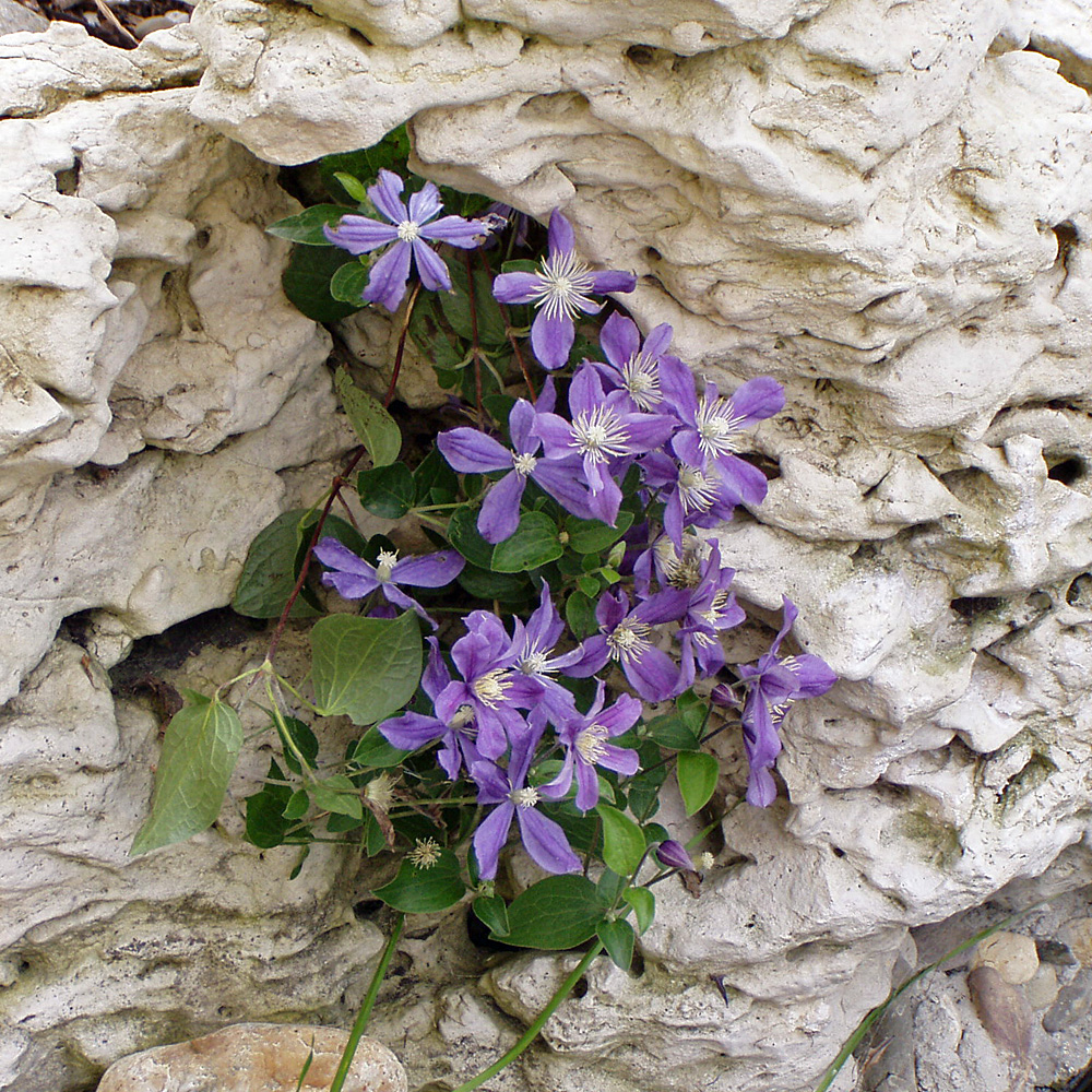 Clematis integrifolia 'Arabella'