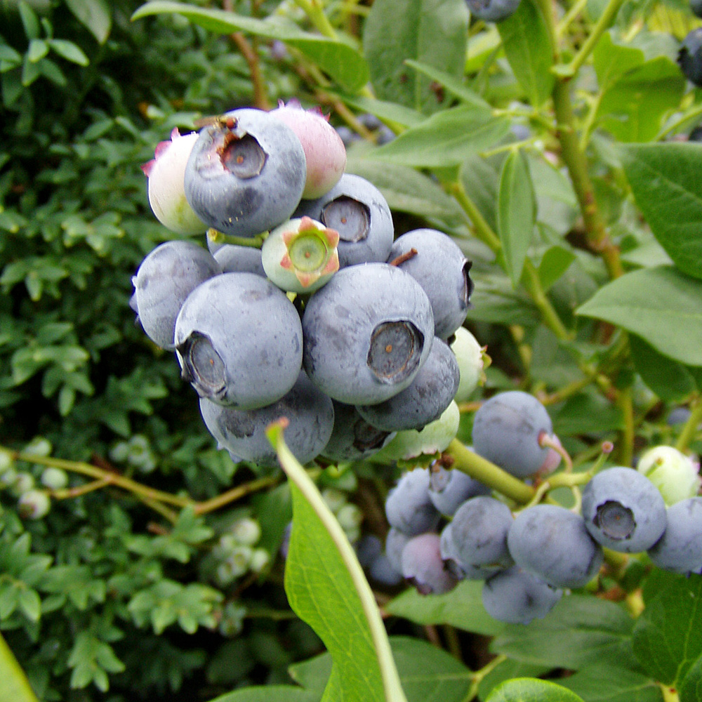 Heidelbeere 'Bluecrop'