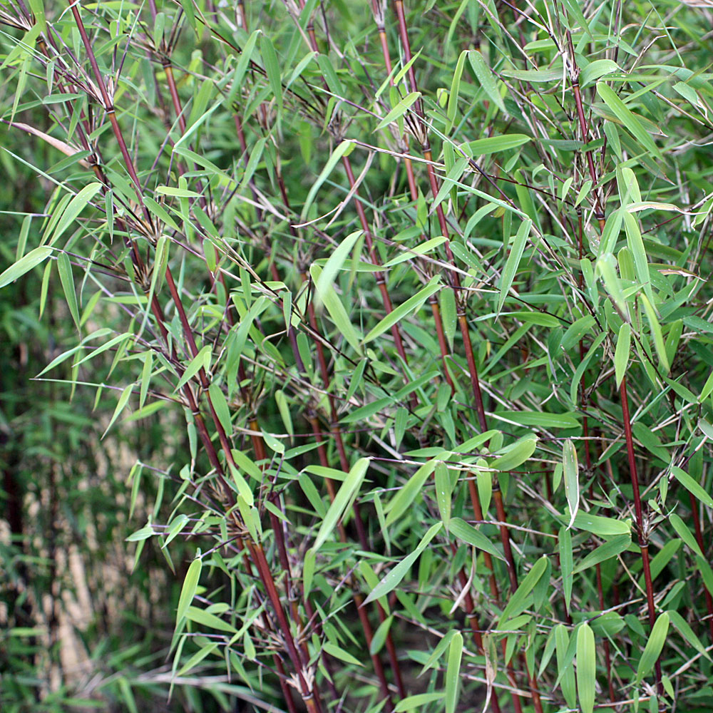 Rotstieliger Gartenbambus