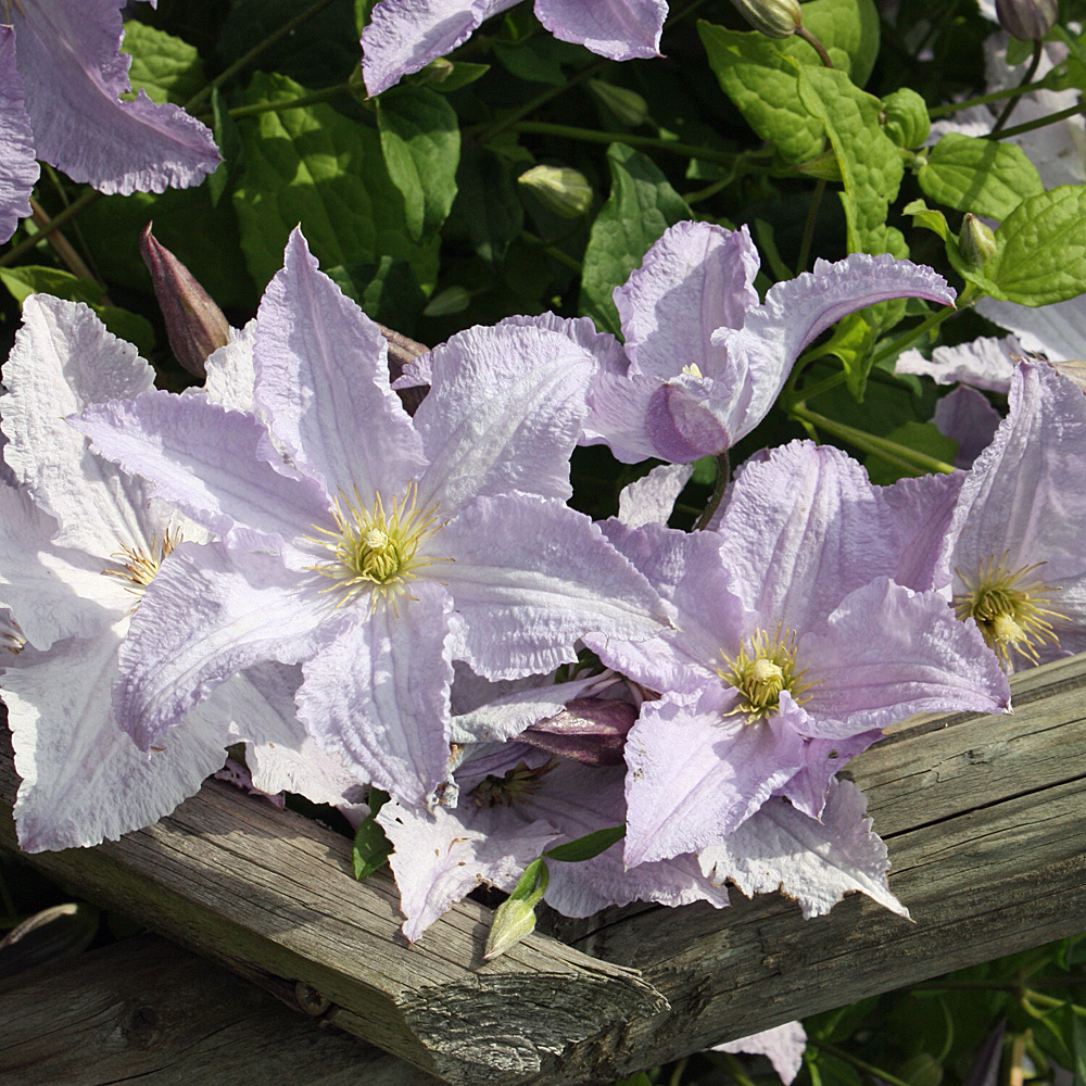 Clematis viticella Blue Angel