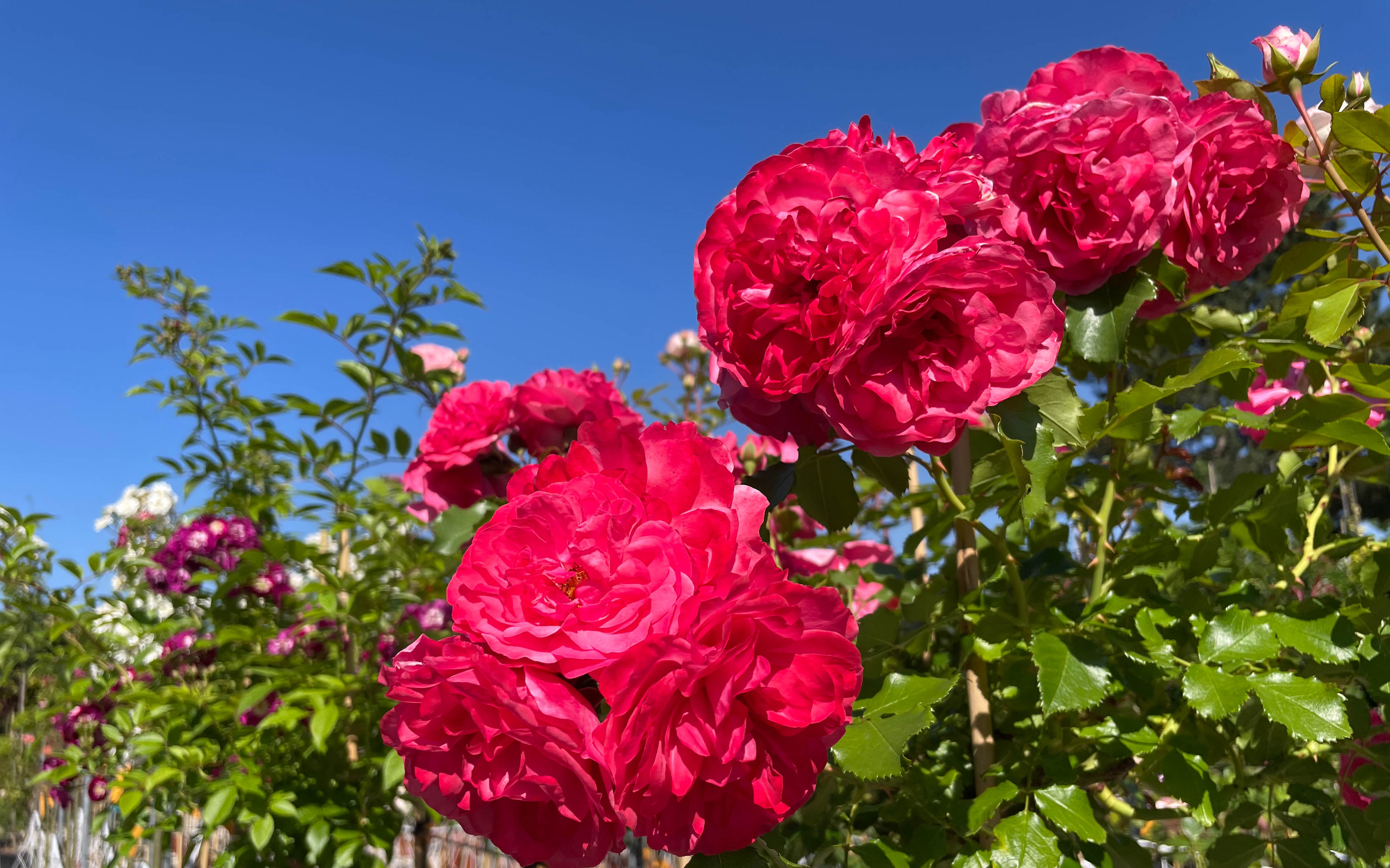 Pflanz- und Pflegeanleitung Rosen
