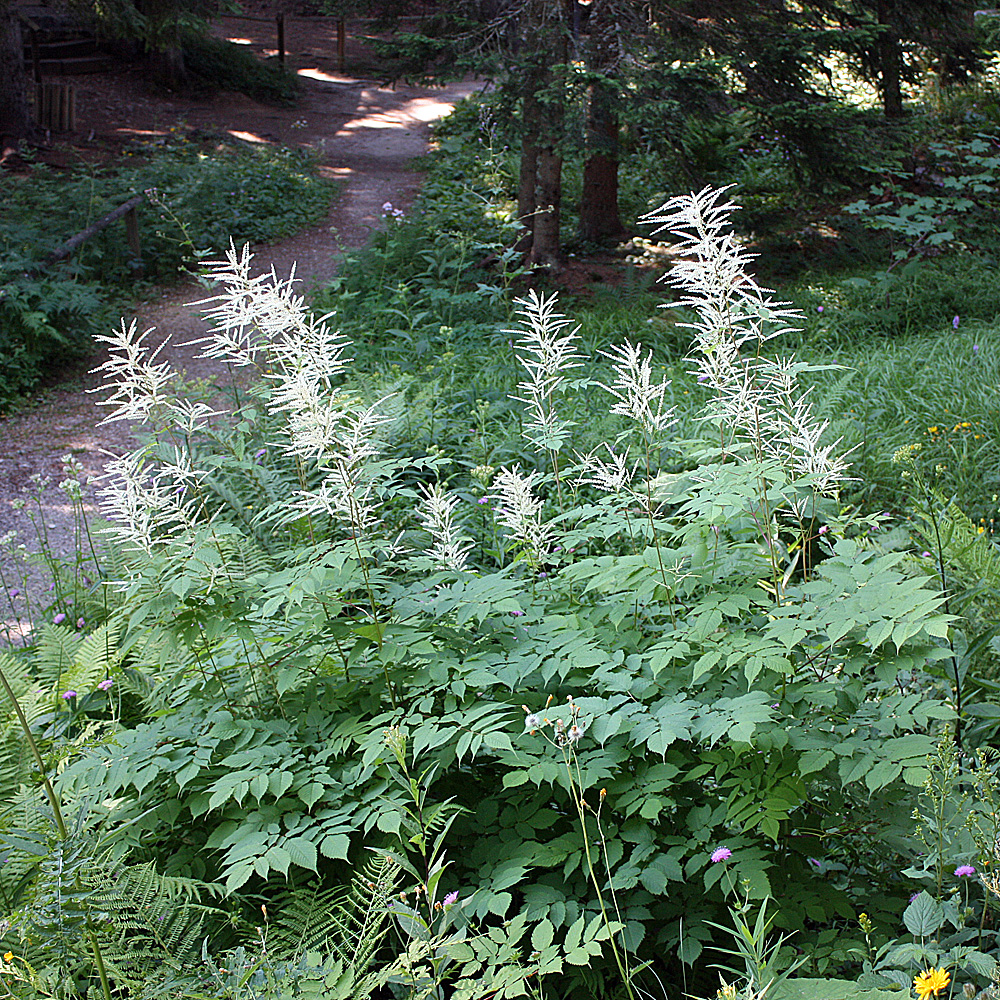Wald Geißbart