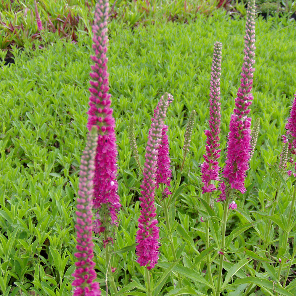 Ehrenpreis Rotfuchs, Veroncia, Bienenweide
