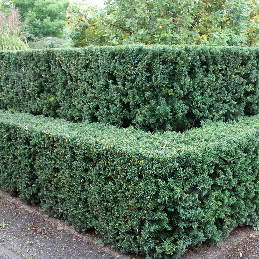 Eibe, immergrüne Hecke, Nadelgehölz