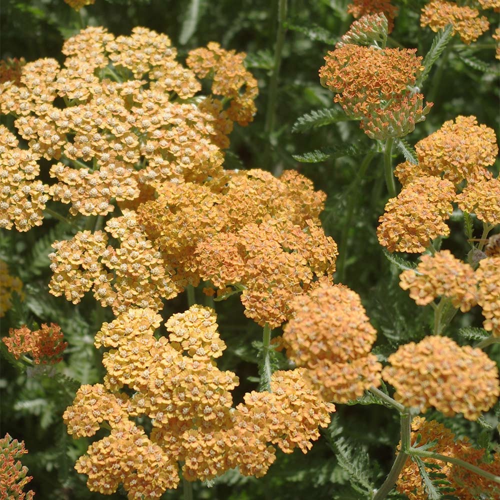 Schafgarbe 'Walter Funcke'