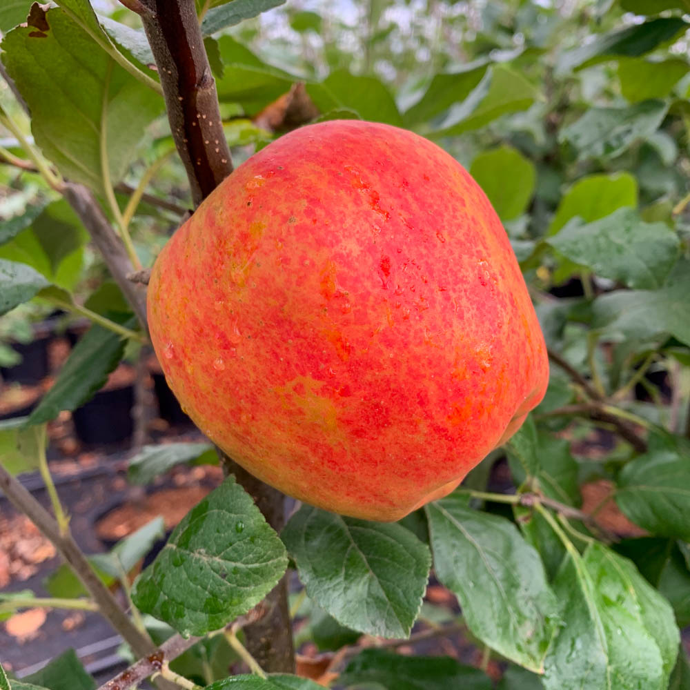Apfel 'Barbarossa' ®