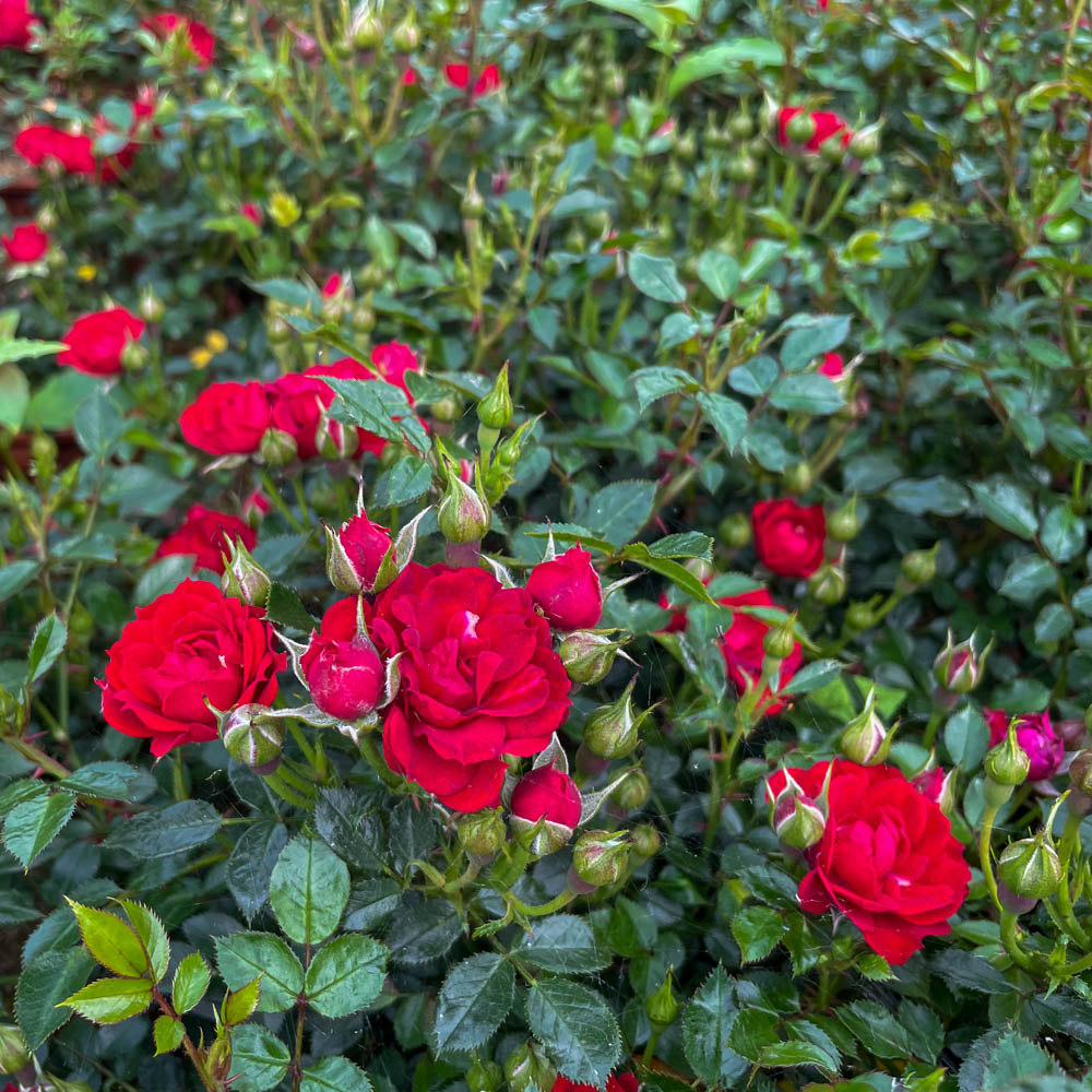 Bodendeckerrose 'Die roten Teufel'