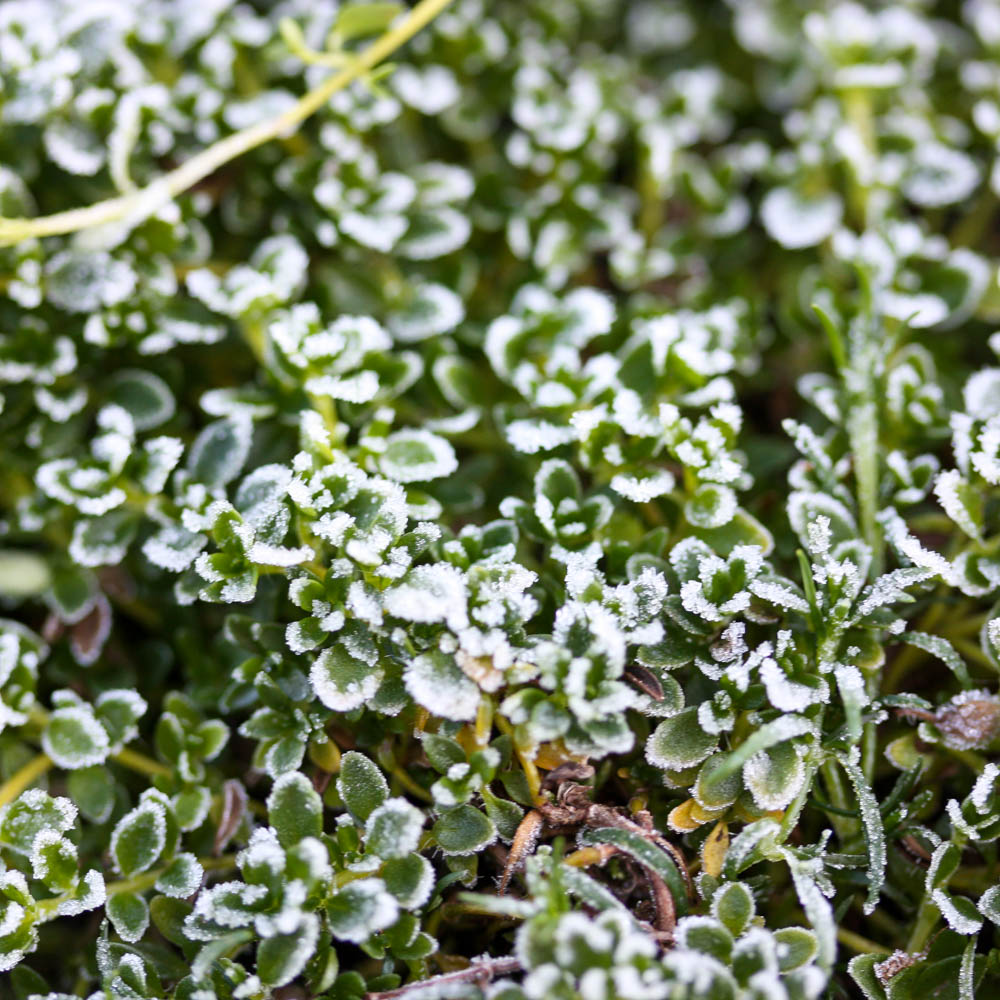 Thymian Albus, Bodendecker, Steingarten