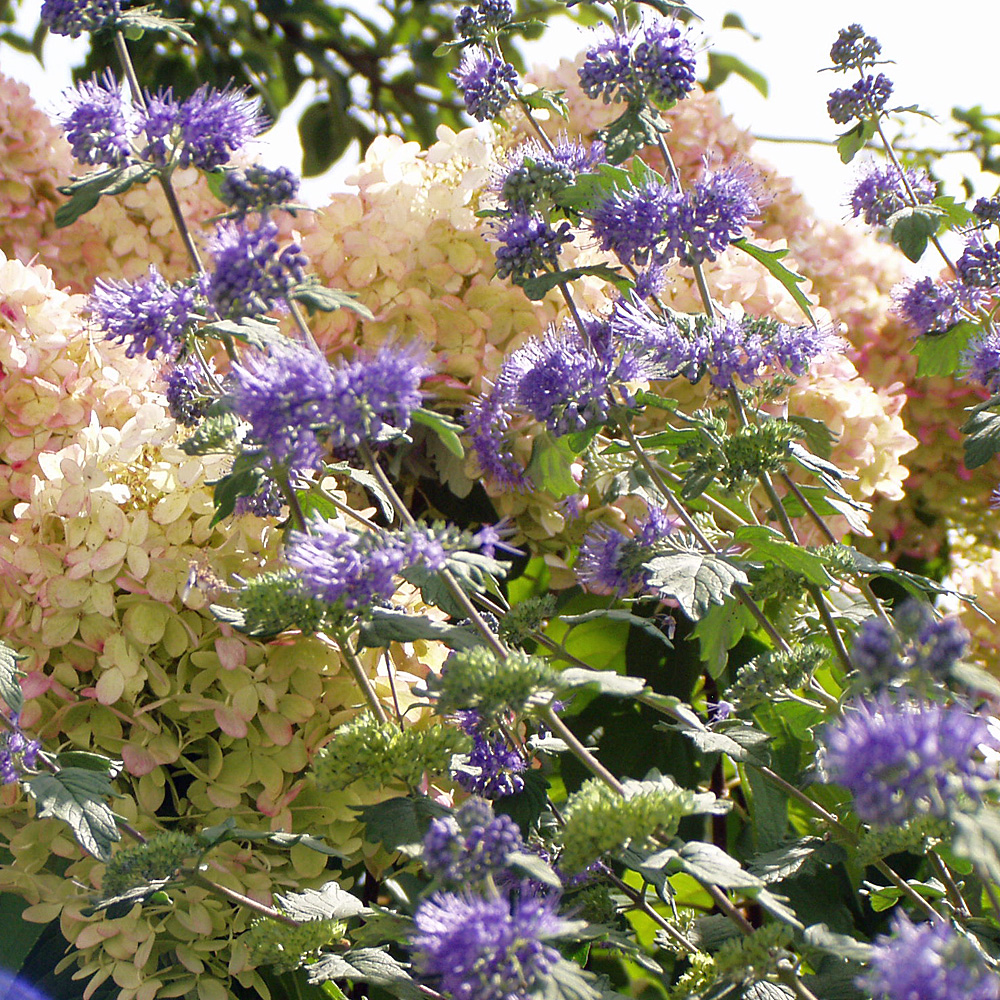 Bartblume Heavenly Blue, Bienenweide, Ziergehölz