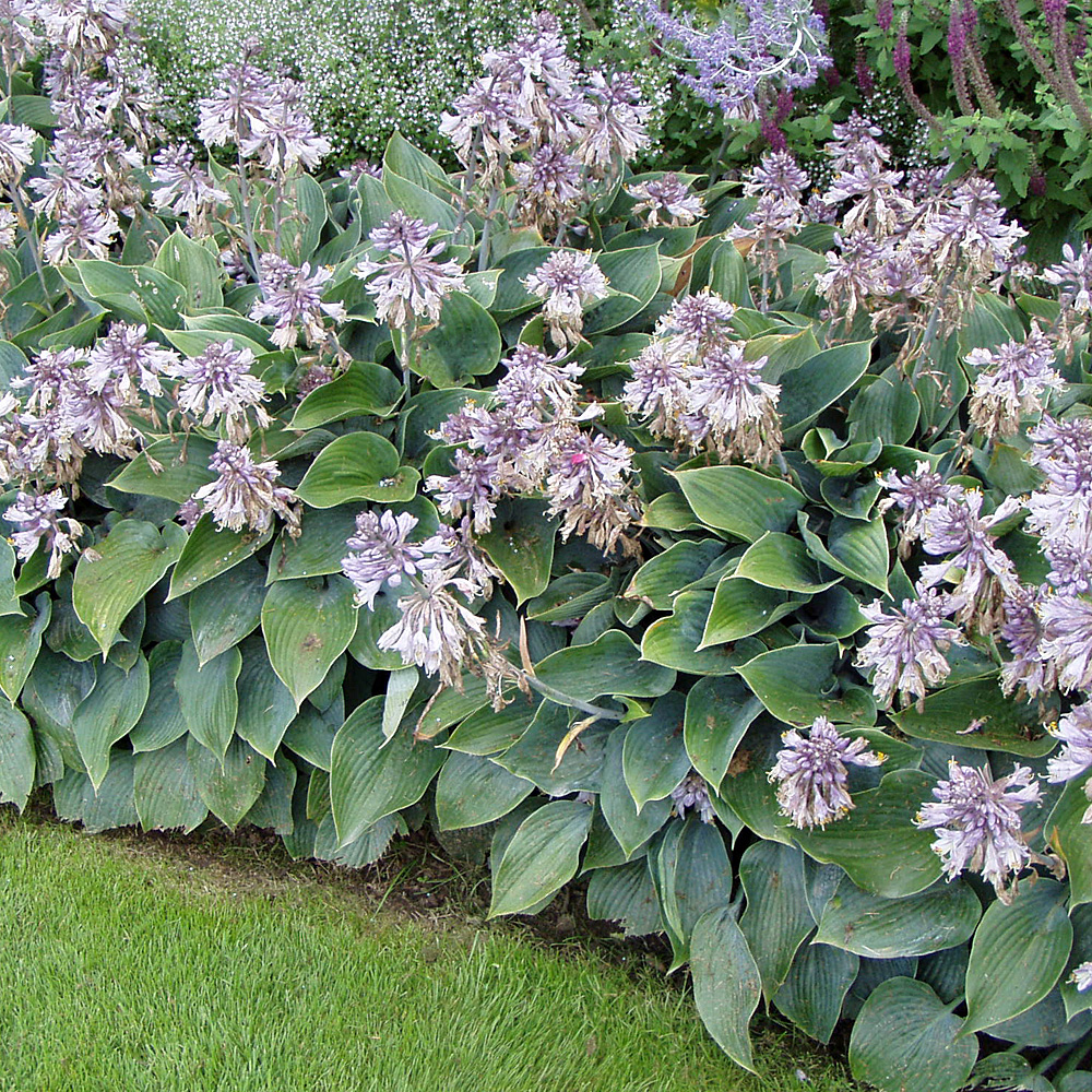 Funkie Halcyon, Hosta, Schattenpflanze,