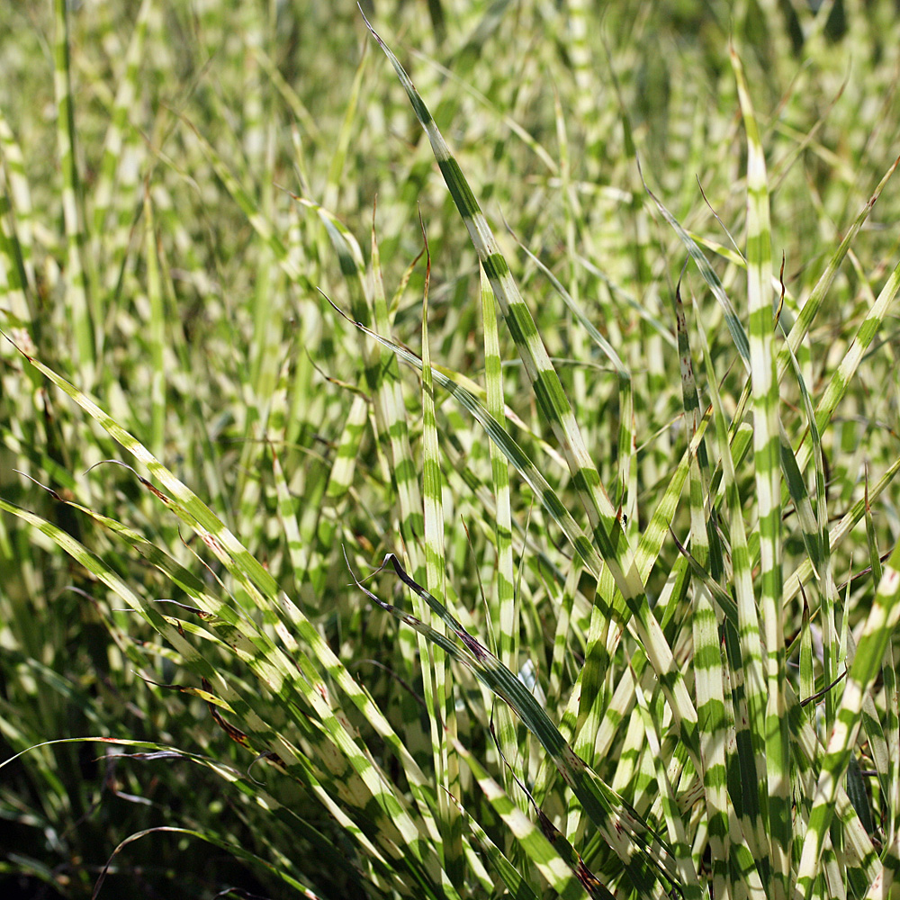 Chinaschilf 'Little Zebra' ®