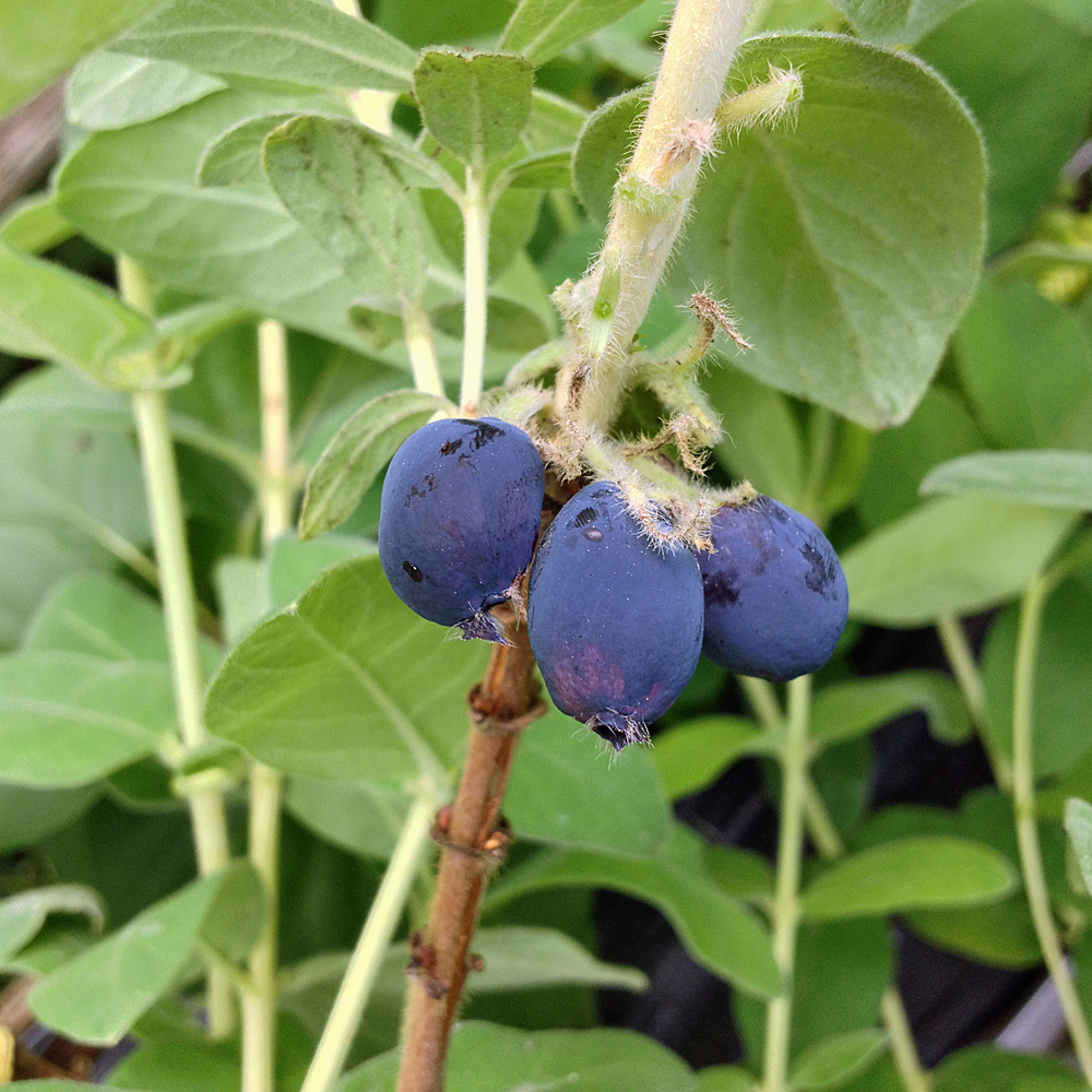Blaubeere, Lonicera, Honigbeere, Maibeere