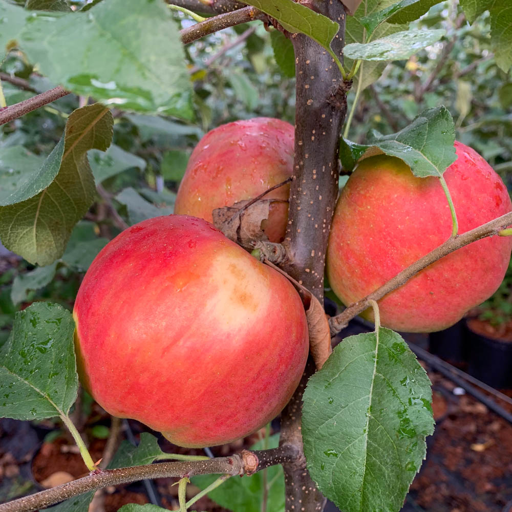 Apfel 'Ladina' ®