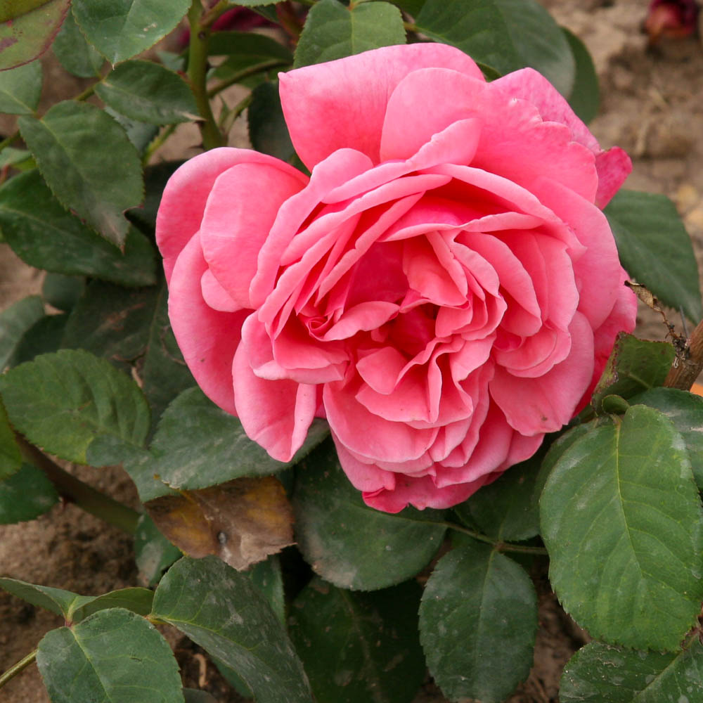 Edelrose 'Elbflorenz' ®