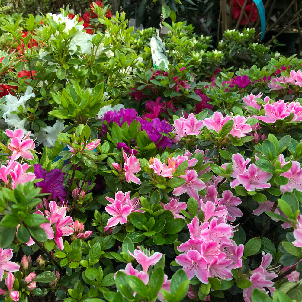 Japanische Azalee 'Kermesina Rose'