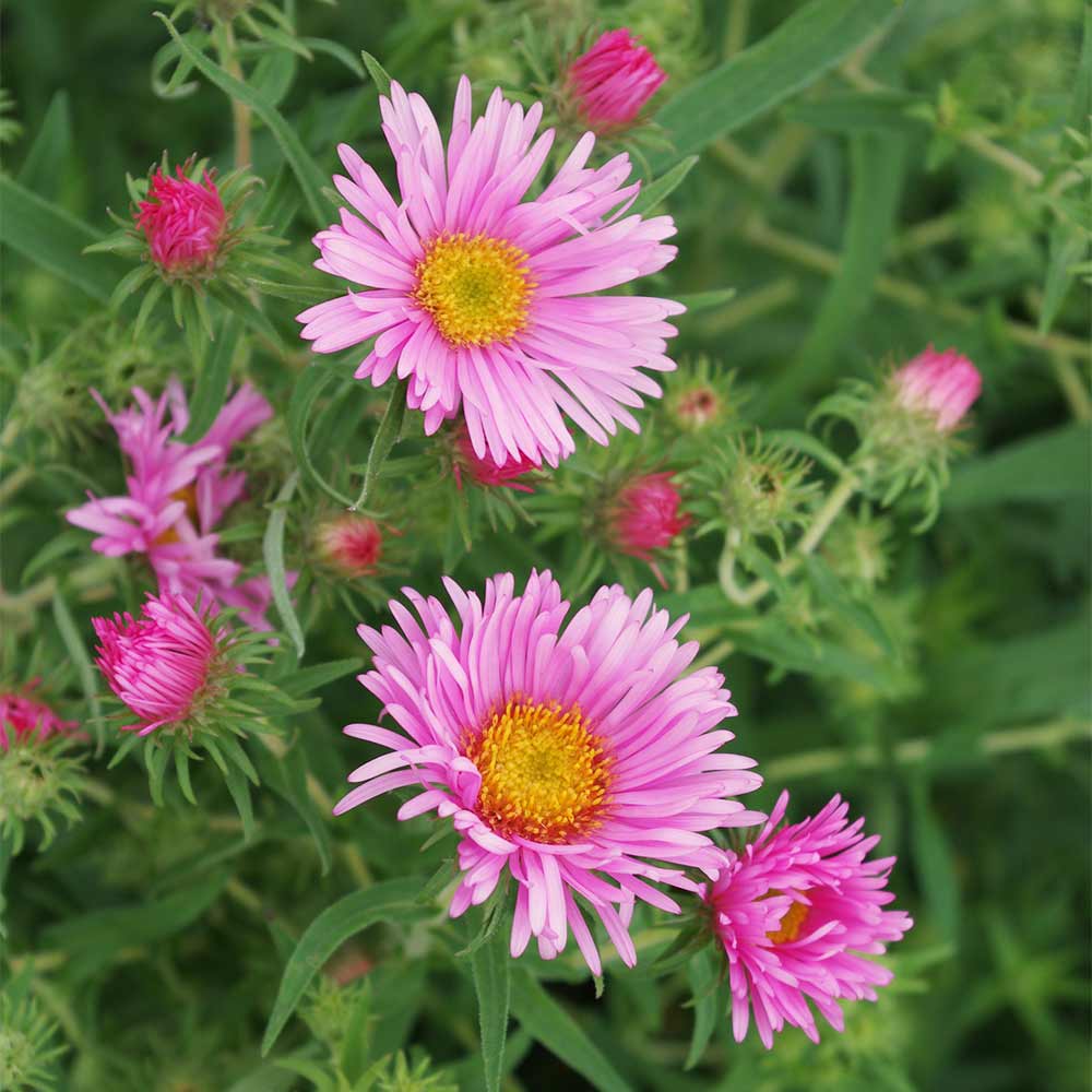 Raublattaster 'Rosa Sieger'