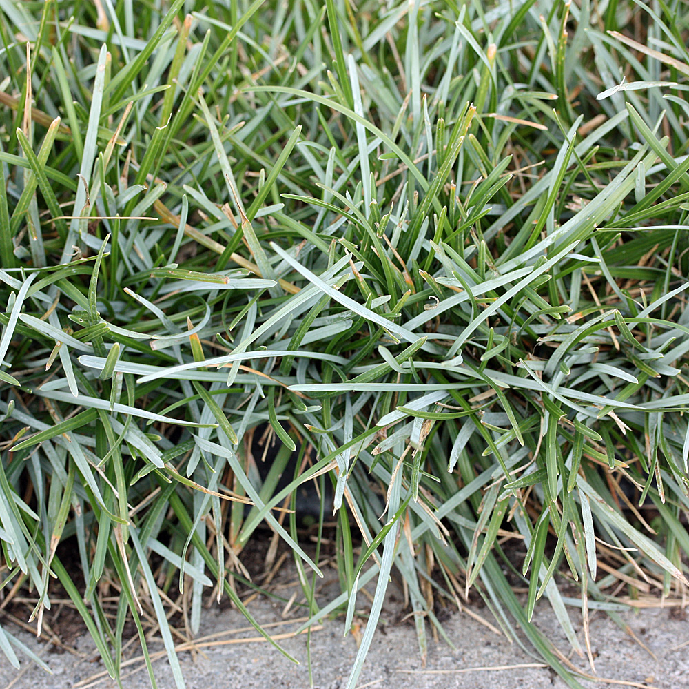 Kalk Blaugras, Sesleria, Zwerggras, Ziergras