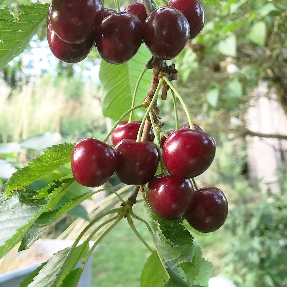 Sauerkirsche 'Saphir' ®