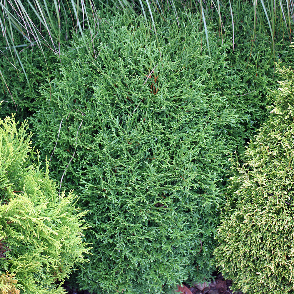 Thuja Danica, Kugellebensbaum, Lebensbaum, immergrün