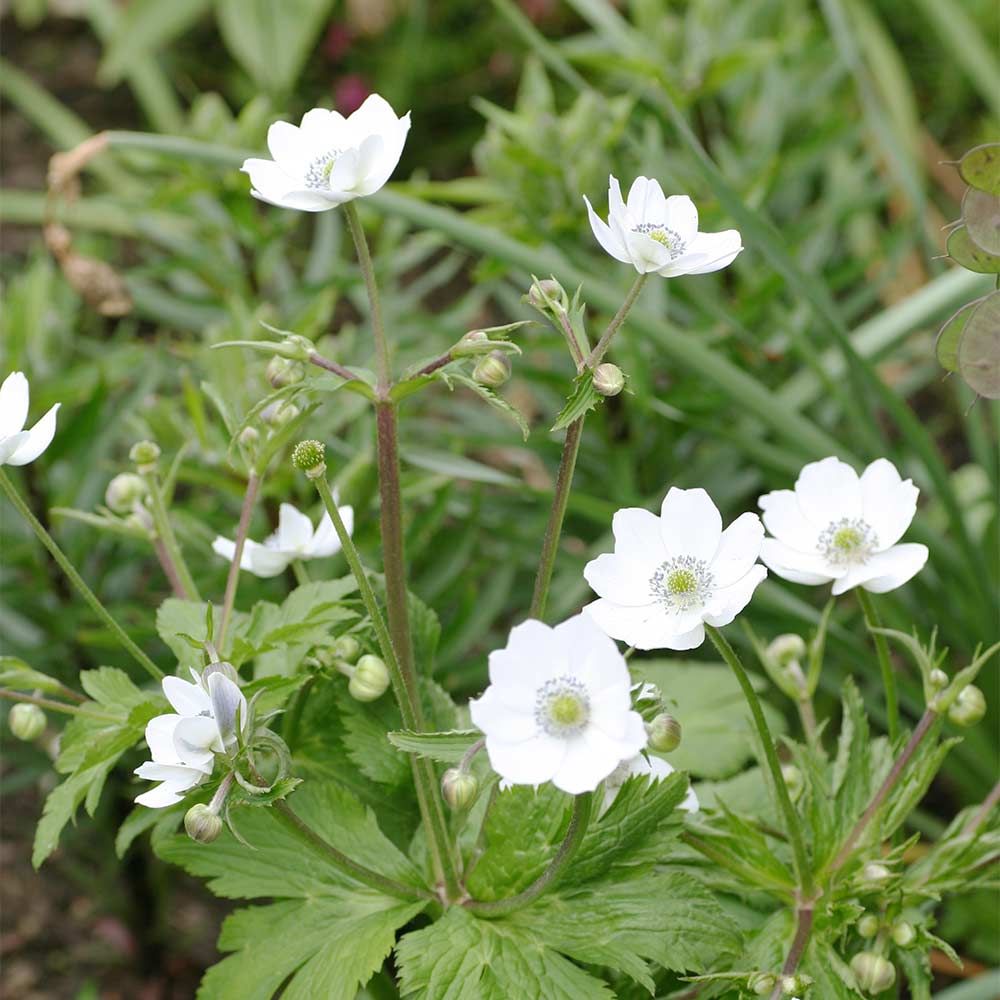 China Anemone