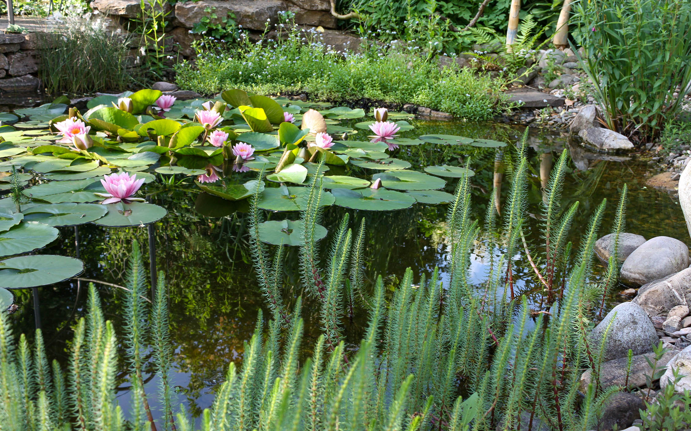 Pflanzen für den Wassergarten