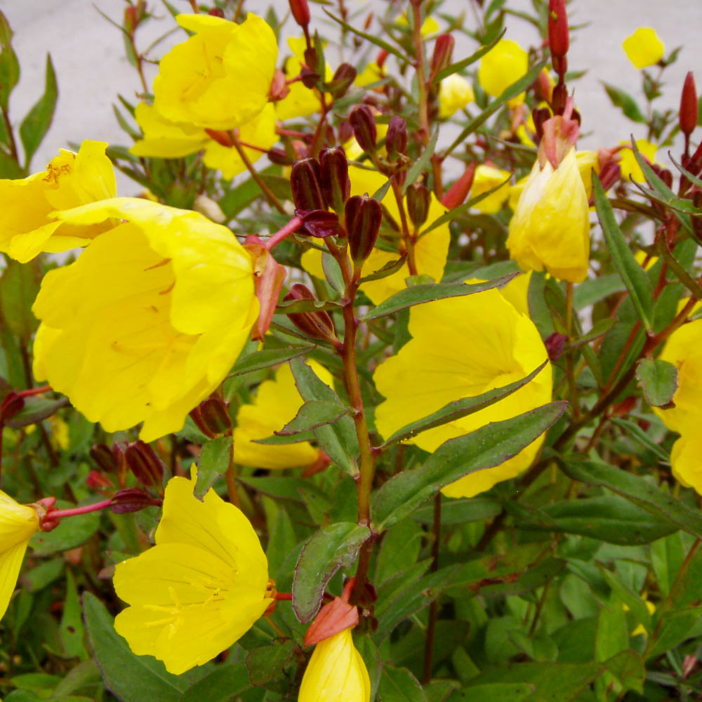 Nachtkerze 'Yella Fella'