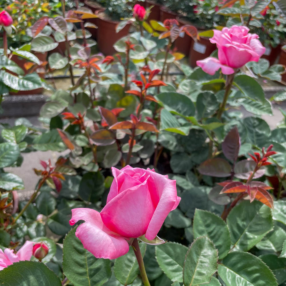 Strauchrose 'Never Ending Story' ®