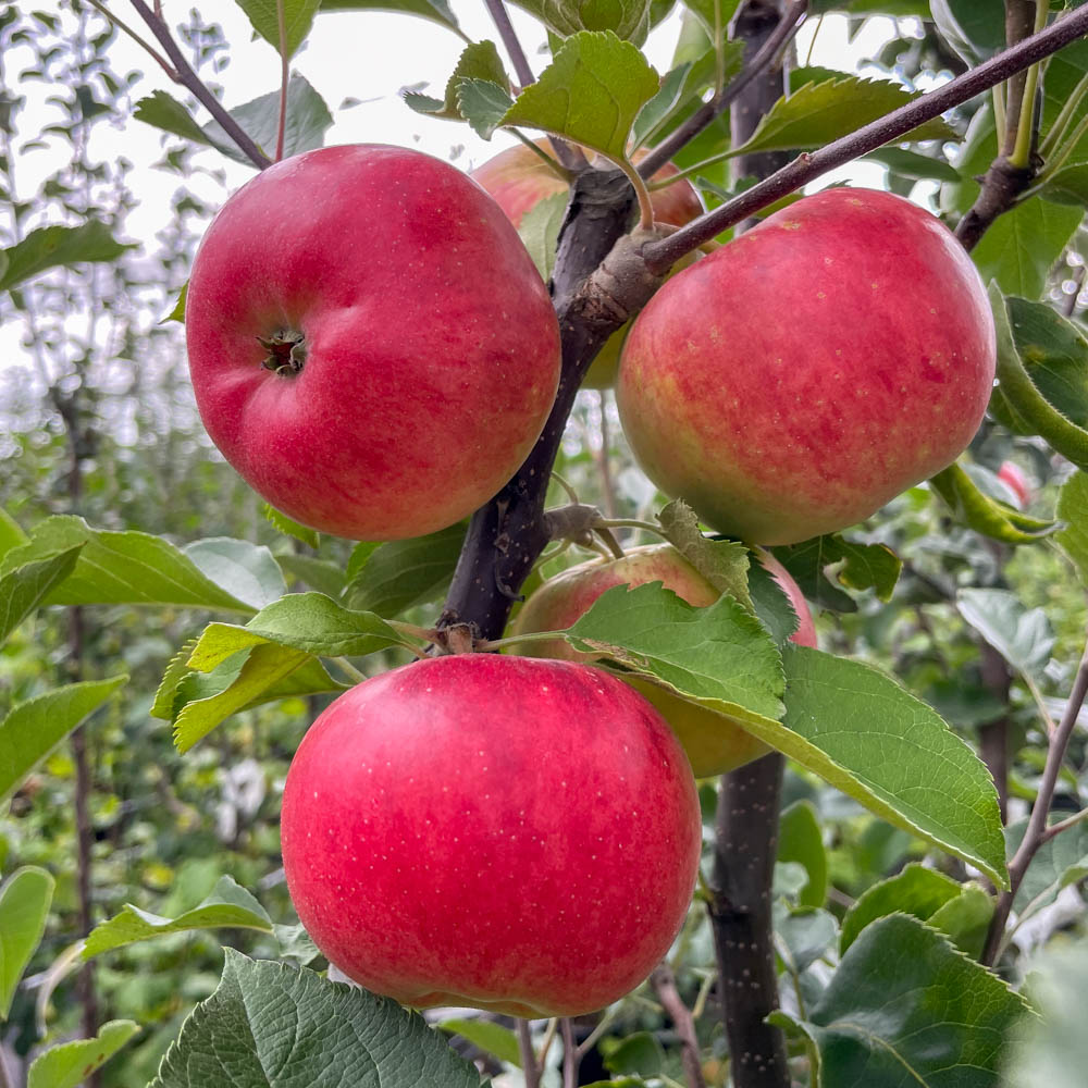 Apfel 'Rubinola'